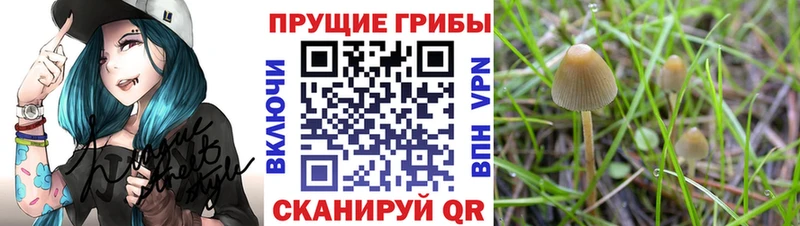 Купить закладки  Куровское  Галлюциногенные грибы Psilocybe 